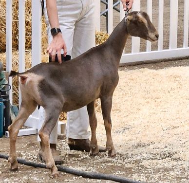 Rafter Diamond L Mia