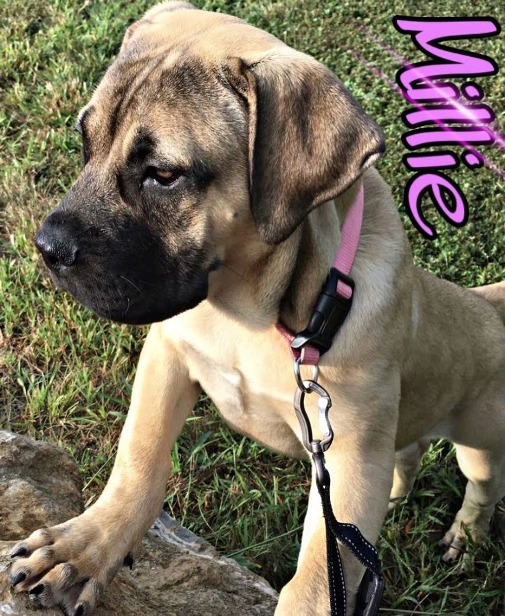 Millie pretty in pink