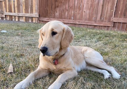 Golden Retriever Relaxing