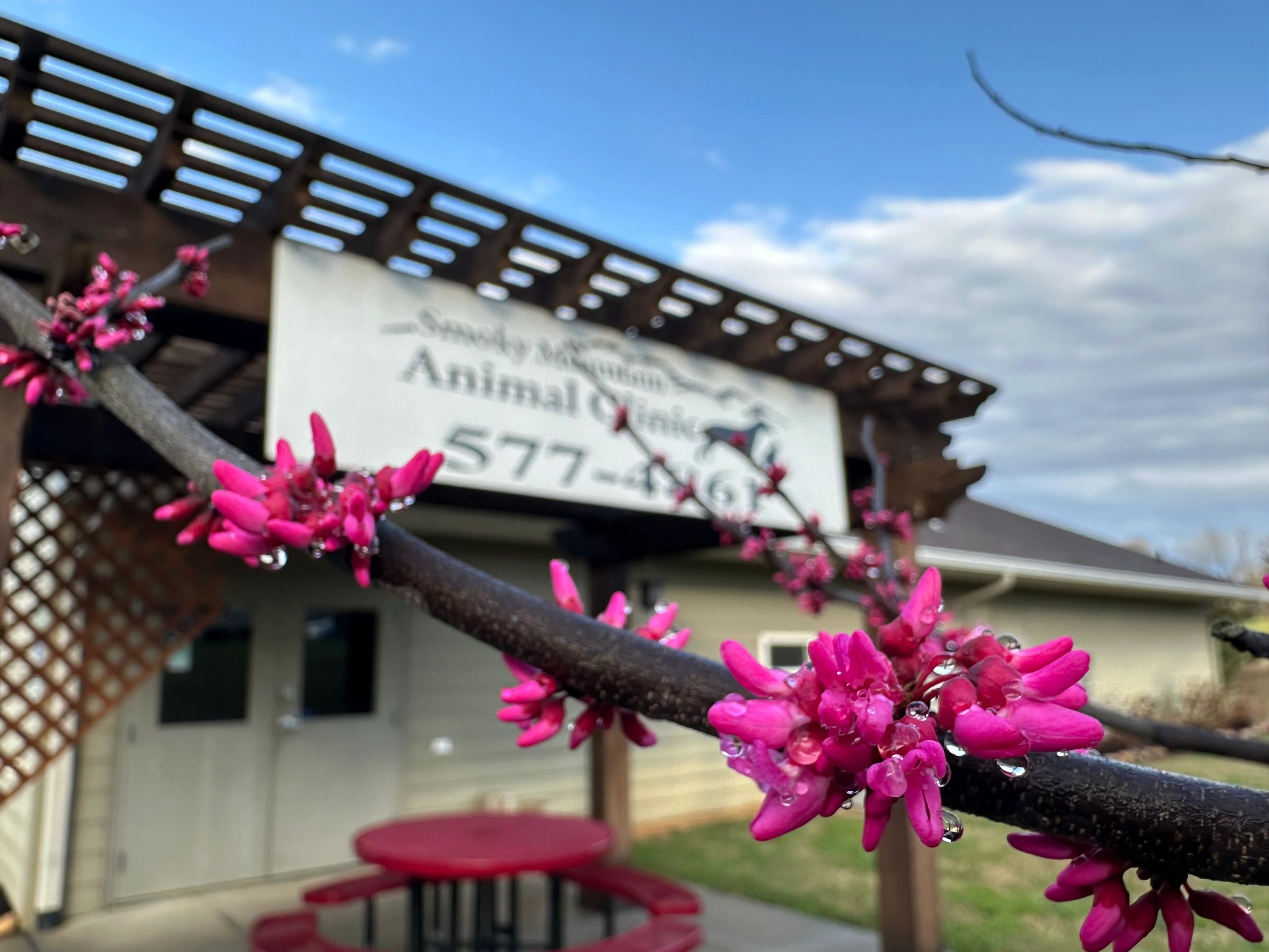 Spring Hill Animal Medical Clinic Veterinary Centre Blossom Hill Animal  Hospital Vca Animal Clinic