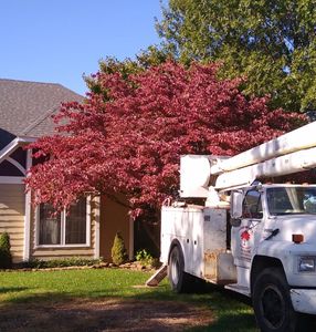 Tree pruning in Springfield Mo.