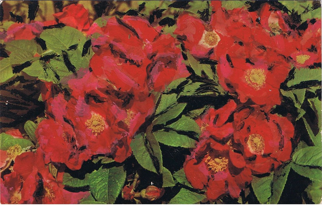 POSTCARD WORKS m/p red roses thick  1977
