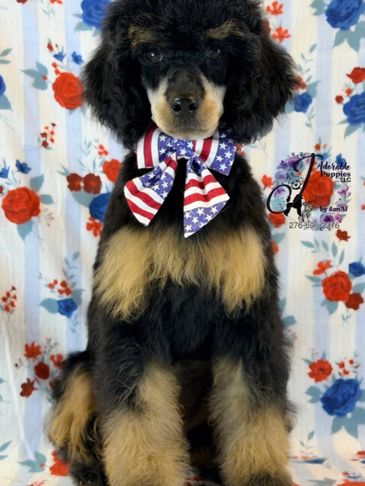 Black and tan poodle puppy with a patriotic American flag bow.