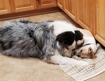 Two dogs cuddling on a kitchen floor by wooden cabinets.