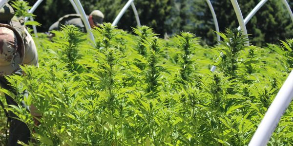 People working on a cannabis grow