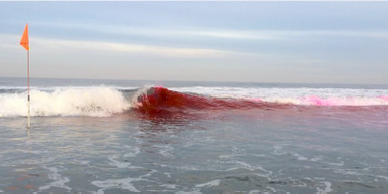 This work builds upon this 2015 dye release experiment. Photo credit: Robert Grenzeback