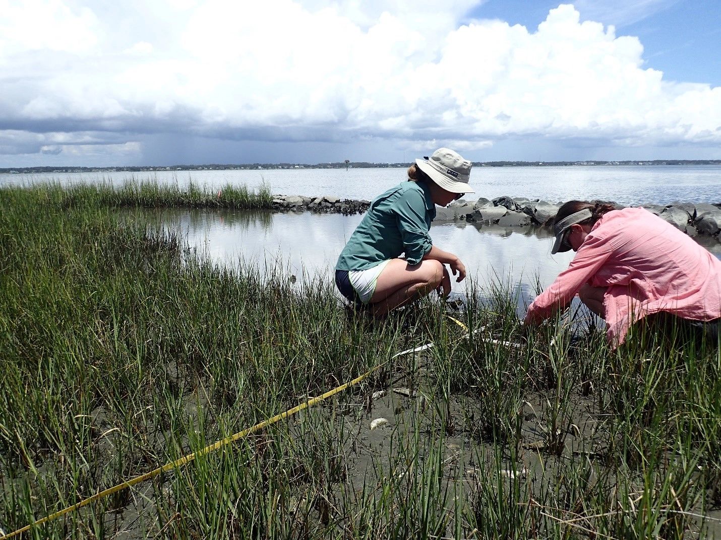 M Taggart and K Signor collect vegetation data at a living shoreline in Pine Knoll Shores, NC