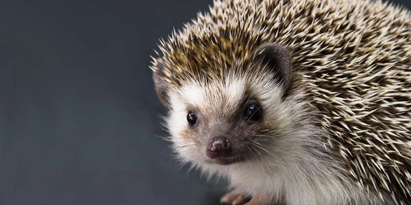 Pepper MagillaQuidley is an African pygmy hedgehog