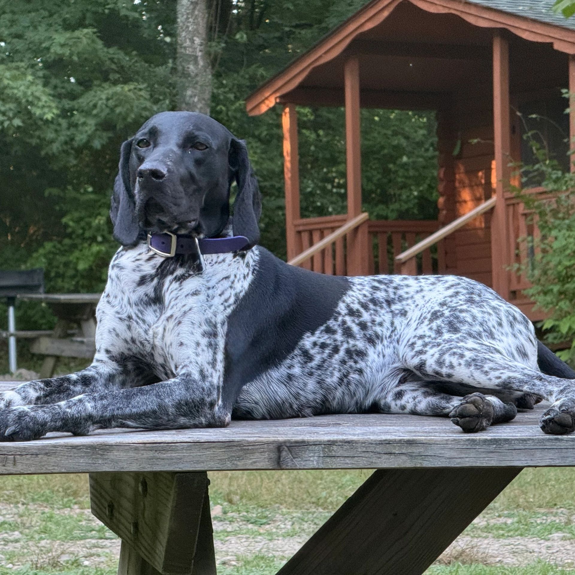 A black and white dog lying on a wooden picnic table outdoors.