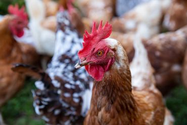 Cottingham Farm in Talbot County, MD - photo by Jill Jasuta