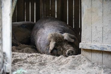 Cottingham Farm in Talbot County, MD - photo by Jill Jasuta
