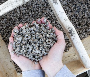 Hoopers Island Oyster Co. - business in Cambridge, MD - photo by Jill Jasuta