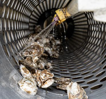 Hoopers Island Oyster Co. - business in Cambridge, MD - photo by Jill Jasuta