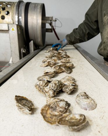 Hoopers Island Oyster Co. - business in Cambridge, MD - photo by Jill Jasuta