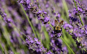 Artist and landscape designer Jan Kirsh in Talbot County, MD - photo by Jill Jasuta
