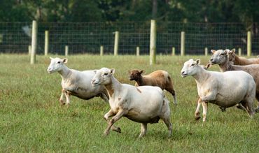 Pop's Old Place Farm on Maryland's Eastern Shore - photo by Jill Jasuta