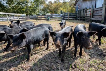 Pop's Old Place Farm on Maryland's Eastern Shore - photo by Jill Jasuta
