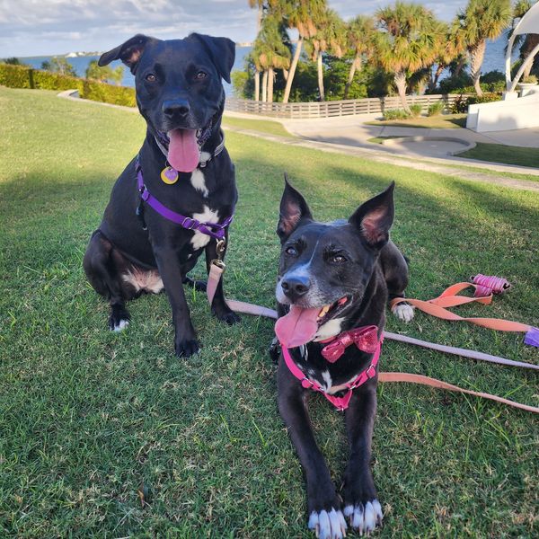 Ruff To Regal K9 Dog Training Located in Port St. Lucie, FL
