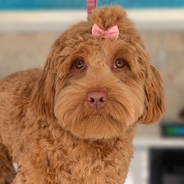 A brown fluffy dog with a pink bow on its head.