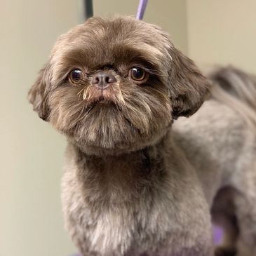 Small brown dog with fluffy fur and big eyes.