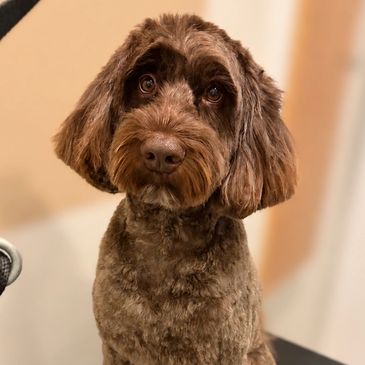 A brown fluffy dog looking attentively.