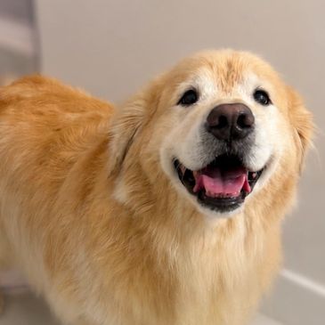 Happy golden retriever dog smiling