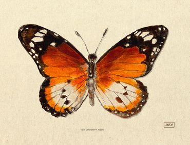 African Monarch Study, watercolor