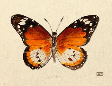 African Monarch Study, watercolor