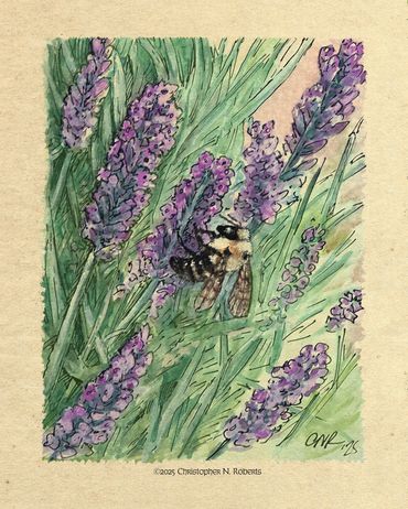 Bee on Lavender, watercolor and pen