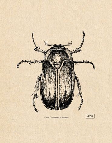 Detailed black ink illustration of a beetle on textured paper.
