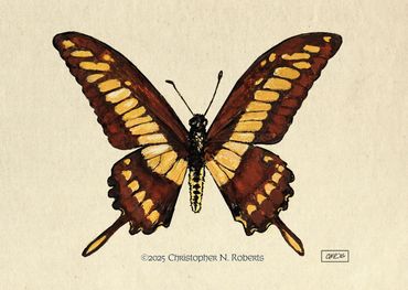 Giant Eastern Swallowtail Butterfly in Bramble, gouache & pen