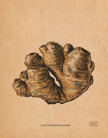 Ginger Root study, pen & ink with digital color