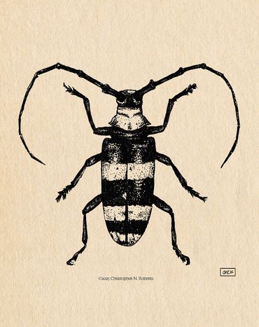 Longhorn beetle, pen and ink