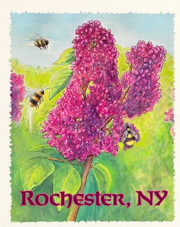 Rochester NY Lilac and Bees, Watercolor & Pen