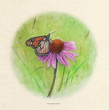 Monarch on cone flower, watercolor and pen