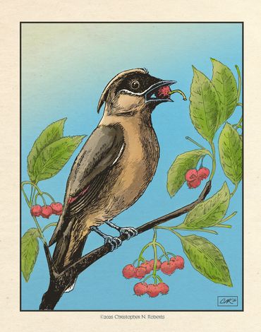 Cedar waxwing eating berries, Pen & ink with digital color