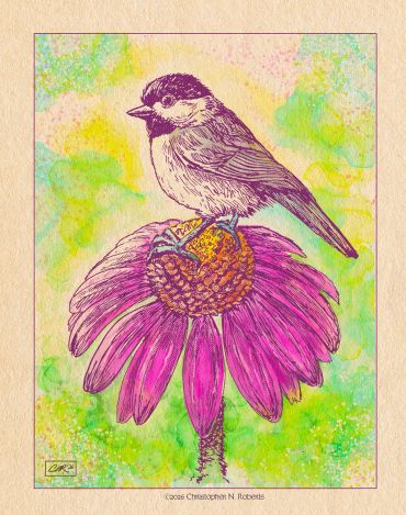 Rockin' Chikadee on Coneflower, Pen with digital color