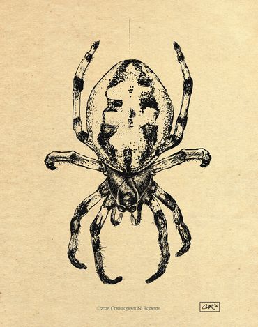 Furrow Orb Spider Taxidermic Study - Pen and Ink