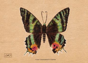 Madagascar Night Moth, Watercolor & Pen