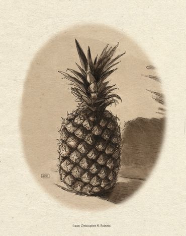 Pineapple study, pen & ink