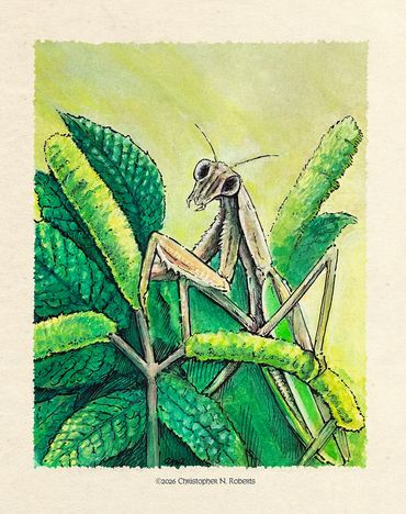 Mantis on Mint, Gouache with Pen