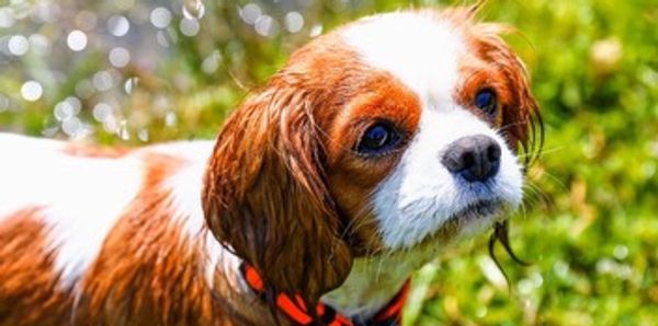 Cavalier King Charles Puppies