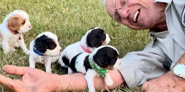 Cavalier Puppies for sale Michigan
