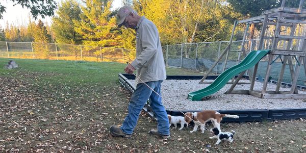 Cavalier Puppy Training Michigan