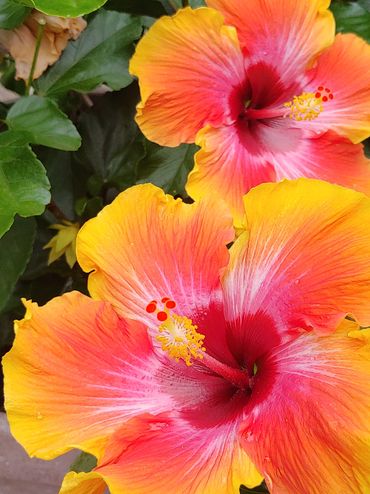 Hibiscus Flowers