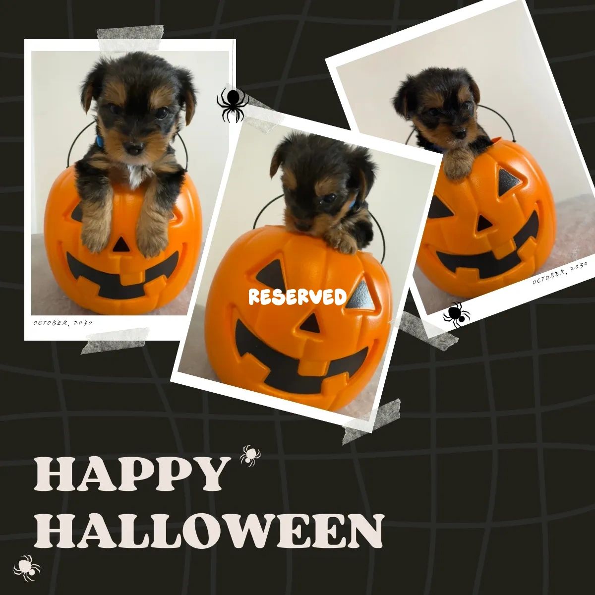 This Boy is sporting a Blue collar and is reserved.