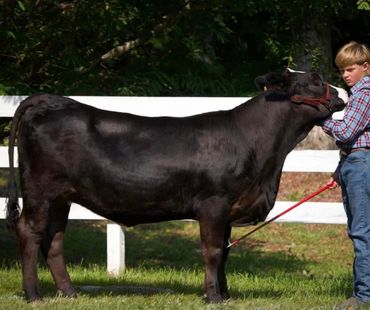 Hahn Bros. Farm USDA beef