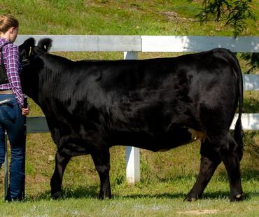 Hahn Bros. Farm Beef