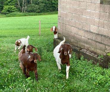 ABGA registered Boer goats