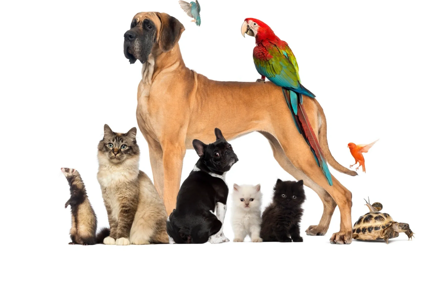 This image depicts various animals such as cats, a ferret, birds, dogs, a turtle, and a snail.